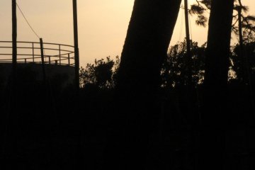 Greeting the late afternoon sun