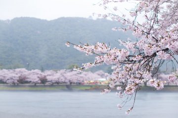 킨타이쿄 벚꽃
