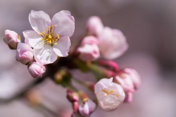 Sakura