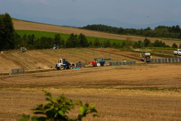 Next to the flower fields farmers are bringing in the potatoes