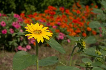 Beautiful sunflowers