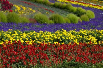 Perfectly aligned flowers
