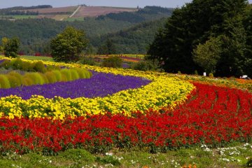 Perkebunan Tomita, Furano