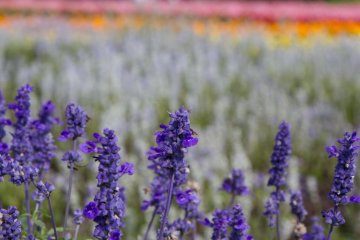 Sage in full bloom (September)