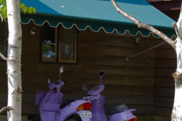 Lavender is the farm's focus in July; however, they stick to purple all year round