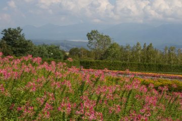 Bright pink Cleome