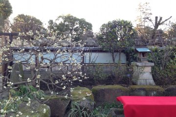 Sudut haiku