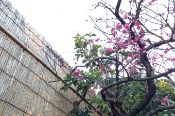 Semua bunga disambut baik di taman, seperti pohon plum yang anggun ini