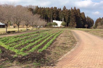 In June this area of Romantic Mura becomes a lavender field