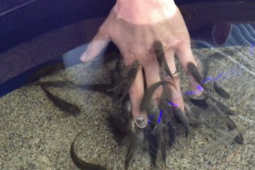 Dr. Fish gently nibble the dead skin cells off your hands