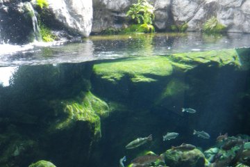 The lighting, rocks, plant life and fish are well-displayed. Signs include the latin species names. Like an art museum, Aquapark changes their display and activities/workshops from season to season. In the winter, for example, I went to see phosphorescence and illuminated jellyfish

