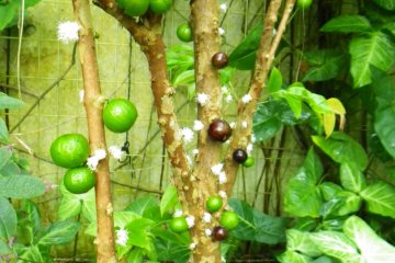 The muggy Amazon zone, under a huge glass dome, is filled with fruit-bearing trees and here, find a huge, fur-bearing water-species (see next slide)