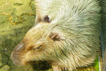 A capybara, or giant Amazon rodent, snoozes in the sunshine in the Amazon jungle area