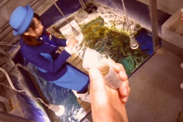 At the end of the backyard tour, we feed aquarium trout. 