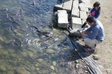 Carp feed is available from the capsule machines at Aquapark`s entrance. You may feed the carp immediately surrounding the main building