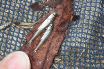 Borrow a net and catch wee guys like this, but treat them kindly and return them to the water as soon as possible