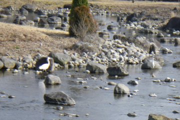 Wild birds galore...the aquarium is right beside the Naka River. Hawks fly overhead. Can you see the white bird in this picture?
