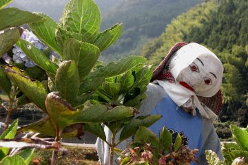 Keeping a buttoned eye on the hydrangeas in Kaminada.