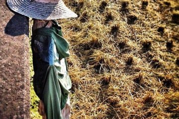 At harvest time, the scarecrows' work is done...