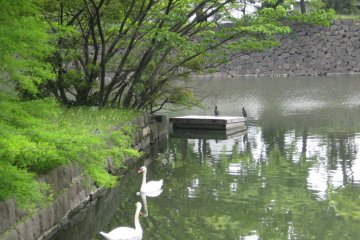 Swans in the lake