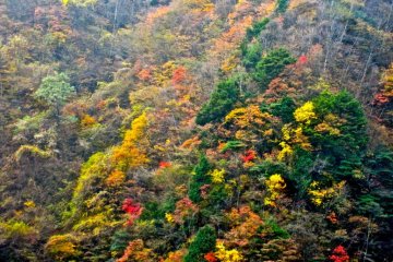Autumn foliage on the way to the ropeway (November)