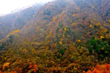 More autumn leaves