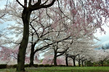 The cherry trees bloom every year from the end of March to early April.