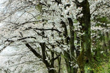 Visitors walk to the top of the hill under cascading blossoms.