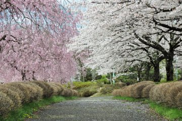Hitsujiyama Park