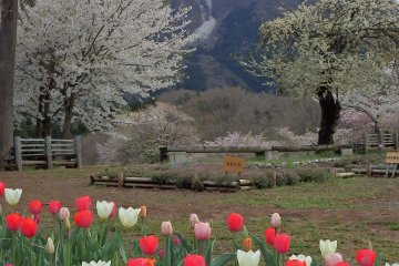 Others flowers, like these tulips, were also blooming in the park.