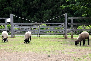 Hitsujiyama literally means 'sheep mountain'.