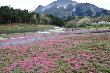 As the cherry blossoms fell, the shibazakura were just starting to bloom.