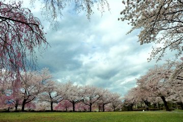 There are expansive green fields on the hill that are great for picnicking. 