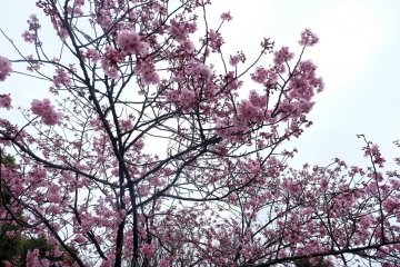 Hanami: Sebuah Panduan