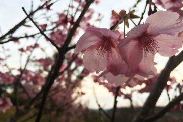 Kirim foto Anda beserta tagar #ShareTheSakura. Pastikan fotonya dapat diakses oleh publik Facebook.