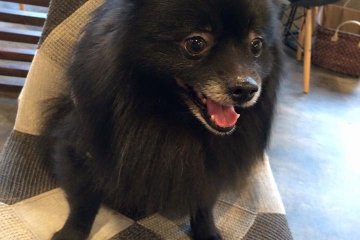 Happy dogs make happy customers