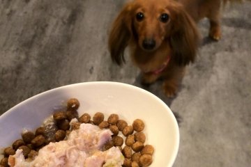 Food for dogs