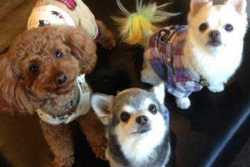The A-Team (Adorable Team)