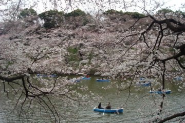 Mengejar Sakura