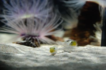 Anémone et poissons dans la zone des couleurs