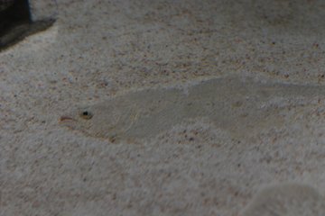 Un poisson invisible