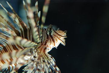 Toute sorte de poissons avec des formes uniques