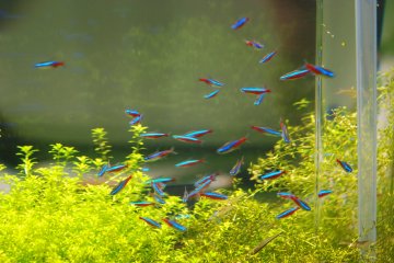 Petits poissons colorés de la rive