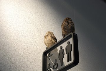 Les chouettes semblent aimer les toilettes
