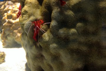 Crevettes rouges et poisson blanc