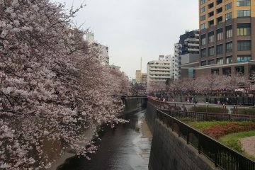 Sakura at Meguro River
