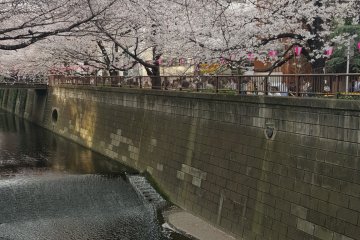 A tunnel of sakura