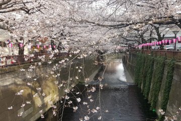 The falling petals looked like snow in the water