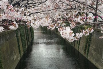 It is almost surreal how the sakura look against the concrete and river background