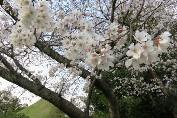 Celebrate the coming of spring with ancient readings and tea ceremonies